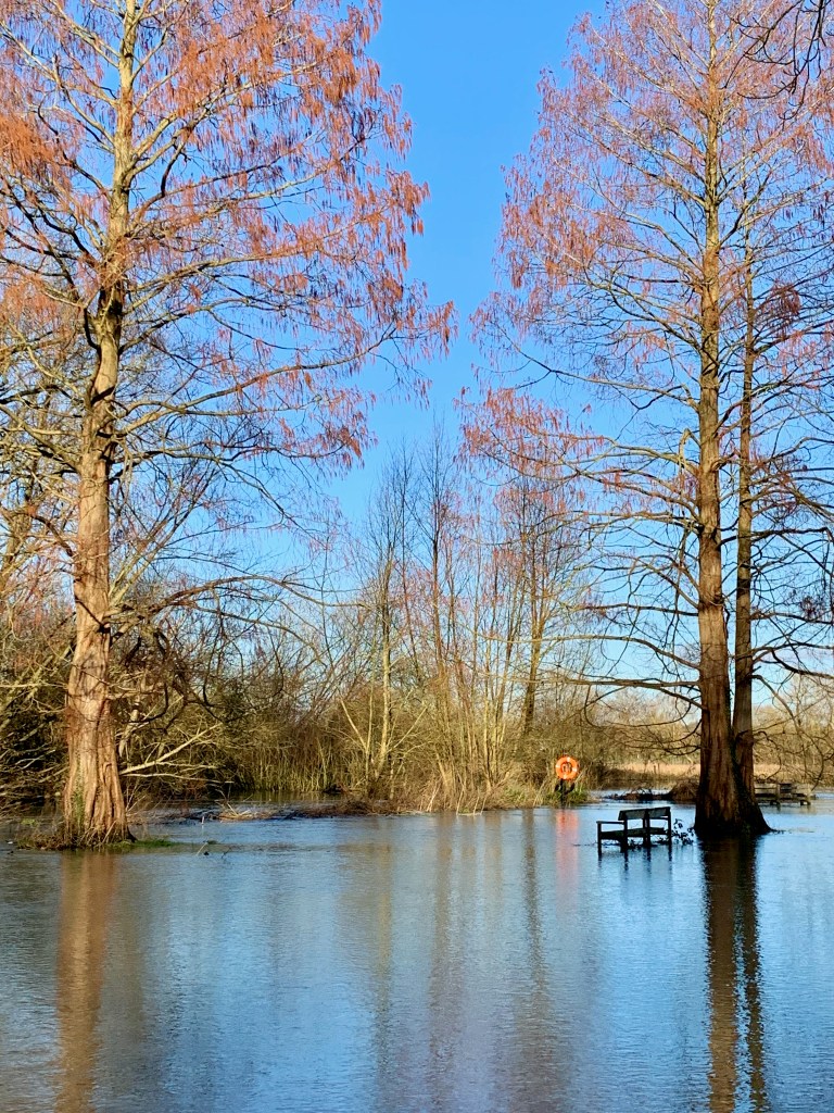 A wooden bench and tall trees are surrounded by water reflecting the sky.